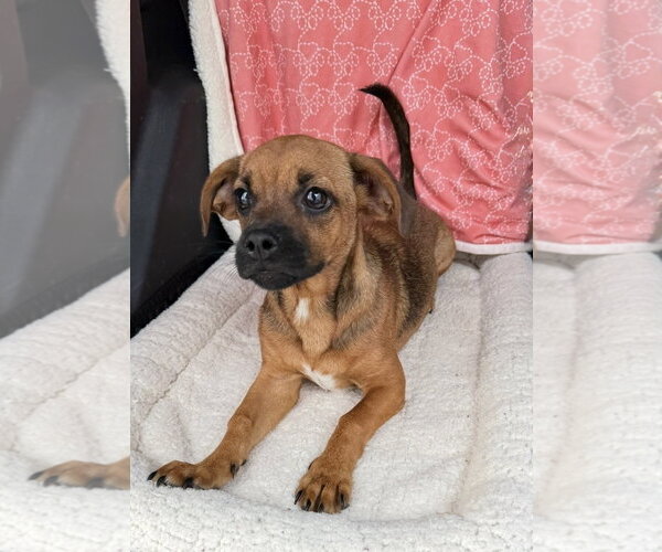 Medium Photo #4 Peagle Puppy For Sale in Oakhurst, NJ, USA