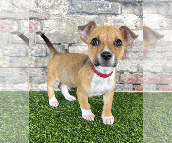 Medium Photo #1 Chihuahua-Unknown Mix Puppy For Sale in Corona, CA, USA