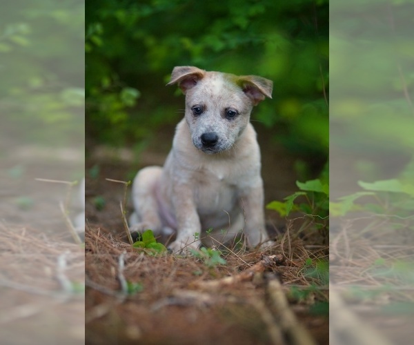 Medium Photo #10 Australian Cattle Dog Puppy For Sale in PILOT, VA, USA