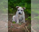 Small Photo #10 Australian Cattle Dog Puppy For Sale in PILOT, VA, USA