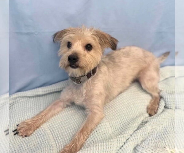 Medium Photo #1 Maltese-Unknown Mix Puppy For Sale in Lakewood, CO, USA