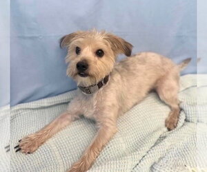 Maltese-Unknown Mix Dogs for adoption in Lakewood, CO, USA