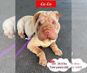 Chinese Shar-Pei Dogs for adoption in West Hollywood, CA, USA