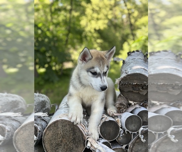 Medium Photo #5 Siberian Husky Puppy For Sale in STAPLES, MN, USA