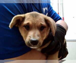 Mutt Dogs for adoption in Martinez, CA, USA
