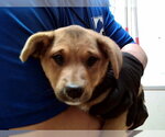 Small Mutt