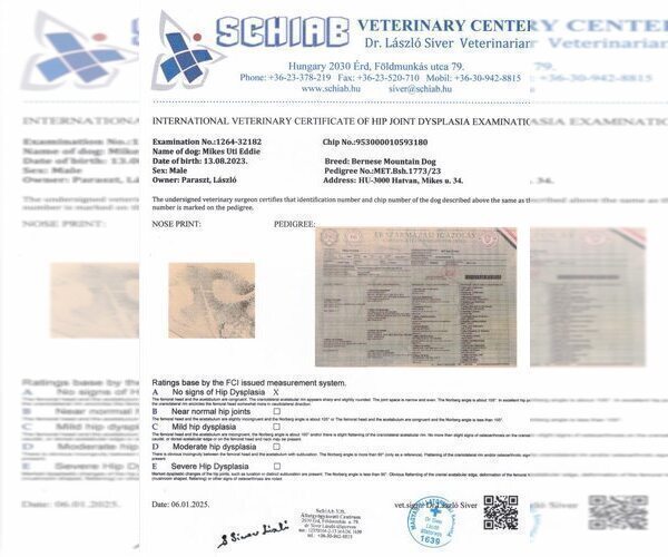 Medium Photo #9 Bernese Mountain Dog Puppy For Sale in Hatvan, Heves, Hungary