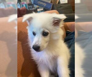 American Eskimo Dog Dogs for adoption in Glen Haven, WI, USA