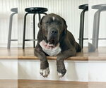 Small #11 American Pit Bull Terrier-American Staffordshire Terrier Mix