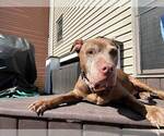 Small #2 American Pit Bull Terrier Mix