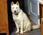 Small Photo #4 Siberian Husky Puppy For Sale in PELZER, SC, USA