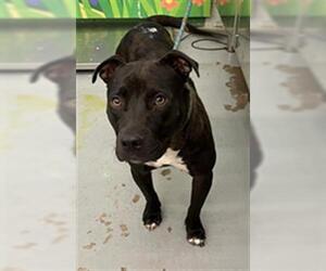 American Pit Bull Terrier-Unknown Mix Dogs for adoption in Waco, TX, USA