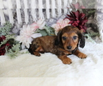 Small #9 Dachshund