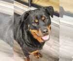 Small #8 Rottweiler