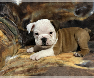 Bulldog Puppy for sale in GREENWOOD, AR, USA