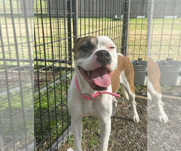 Medium Photo #4 Boxer-Unknown Mix Puppy For Sale in Abbeville, LA, USA