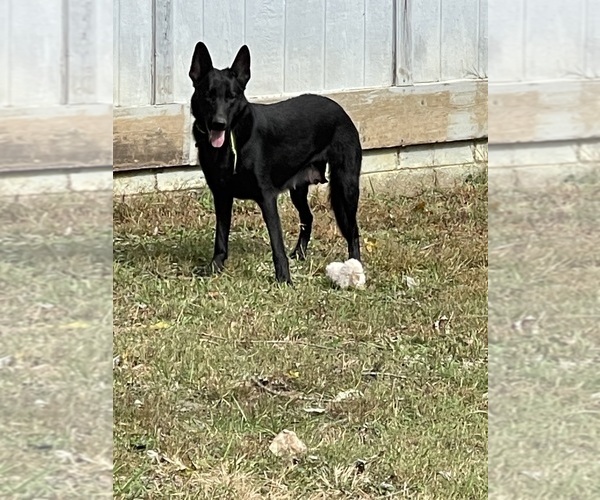 Medium Photo #1 German Shepherd Dog Puppy For Sale in HUNTLAND, TN, USA