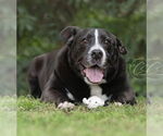 Small #4 Borador