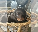 Puppy 4 Dachshund