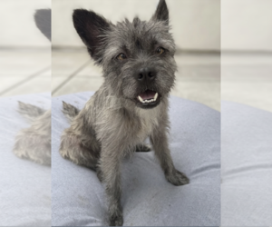Cairn Terrier-Unknown Mix Dogs for adoption in Newport Beach, CA, USA
