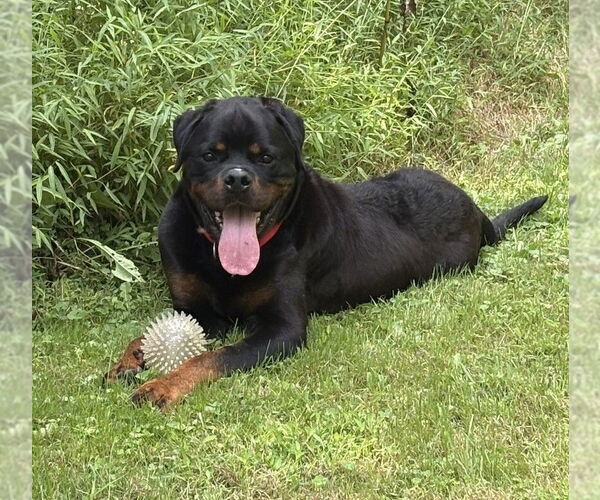 Medium Photo #38 Rottweiler-Unknown Mix Puppy For Sale in New York, NY, USA