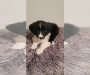 Aussiedoodle Puppy for sale in INDIANAPOLIS, IN, USA
