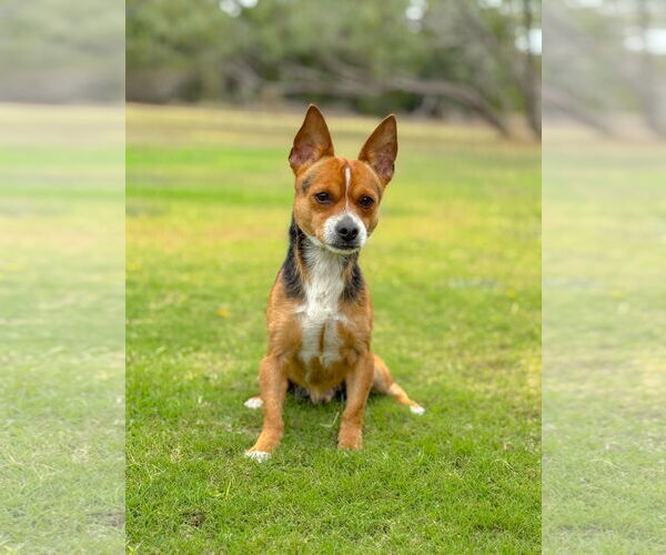 Medium Photo #5 Chihuahua-Unknown Mix Puppy For Sale in PIPE CREEK, TX, USA
