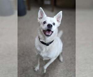Medium Norwegian Buhund Mix