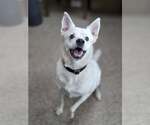 Small Norwegian Buhund Mix