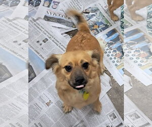 Dachshund-Tibetan Spaniel Mix Dogs for adoption in Mukwonago, WI, USA