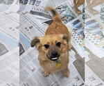 Small Dachshund-Tibetan Spaniel Mix