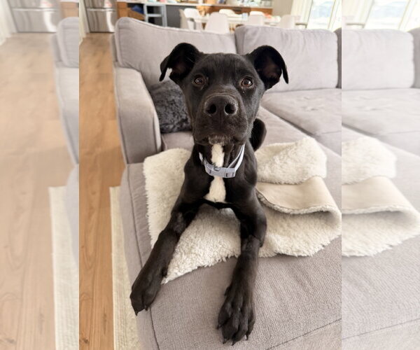 Medium Photo #7 Mutt Puppy For Sale in St. Louis Park, MN, USA