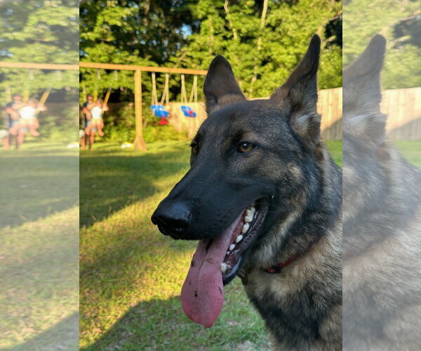 Medium Photo #1 German Shepherd Dog Puppy For Sale in La Grange , NC, USA