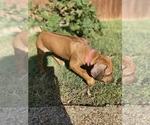 Small #28 Rhodesian Ridgeback