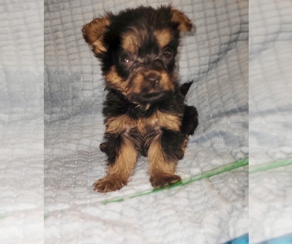 Medium Photo #283 Yorkshire Terrier Puppy For Sale in AKRON, OH, USA
