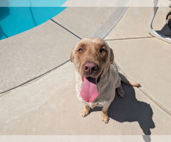 Medium Photo #4 Labrador Retriever Puppy For Sale in Clovis, CA, USA