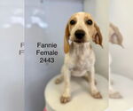 Small Beagle