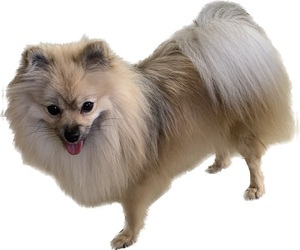 Mother of the Pomeranian puppies born on 12/01/2022