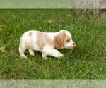 Small #1 Cocker Spaniel