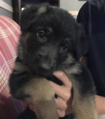German Shepherd Dog Puppy for sale in PLEASANT HILL, MO, USA