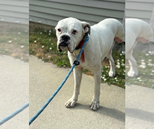 Medium Photo #2 Boxer Puppy For Sale in Dumont, NJ, USA