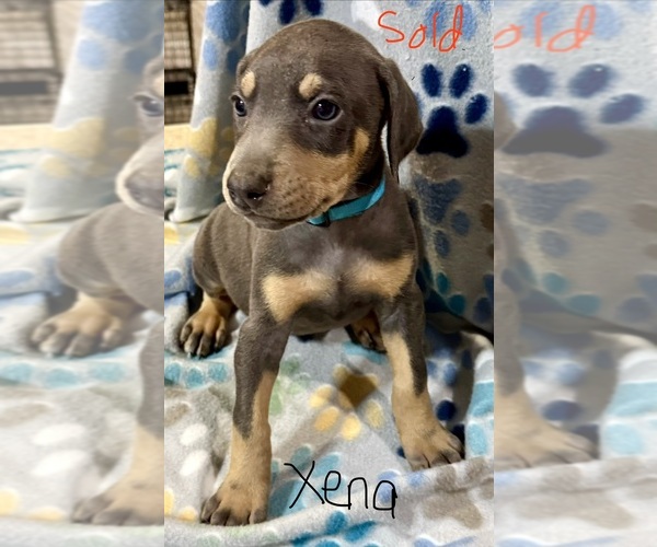 Medium Photo #1 Doberman Pinscher Puppy For Sale in MEDFORD, OR, USA