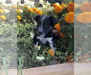 Australian Cattle Dog-Border Collie Mix Puppy for sale in BLACK RIVER FALLS, WI, USA