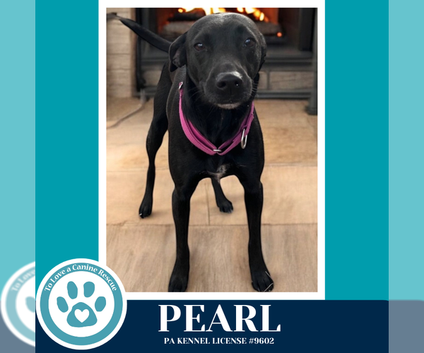 Medium Photo #3 Chihuahua-Labrador Retriever Mix Puppy For Sale in Kimberton, PA, USA