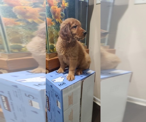 Medium Photo #5 Golden Retriever Puppy For Sale in CHICAGO, IL, USA