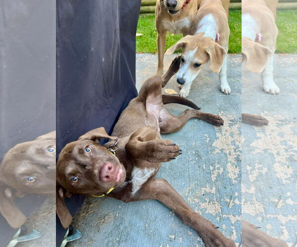 Medium Photo #3 Labrador Retriever-Unknown Mix Puppy For Sale in New London, WI, USA