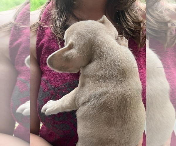 Medium Photo #7 French Bullhuahua Puppy For Sale in SPRAGGS, PA, USA