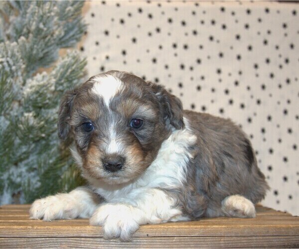 Medium Photo #13 Aussiedoodle Miniature  Puppy For Sale in NEWBERRY, IN, USA