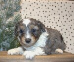 Puppy Jasper Aussiedoodle Miniature 