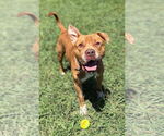 Small #1 American Pit Bull Terrier Mix